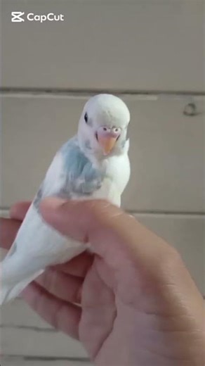 Cute Parrot Time | Birds & Pets Fun Moments