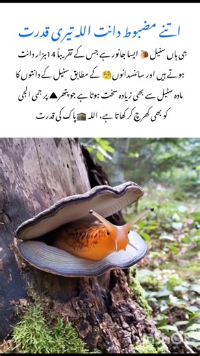 Amazing Snail Facts 🐌 #snail #naturefacts #wildlife #nature #shorts