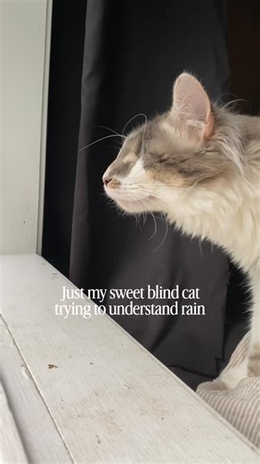 Archie | Impatiently waiting for spring to arrive so I can start opening the windows for them again 🌧️ This was Archie’s first big rainstorm back... | Instagram