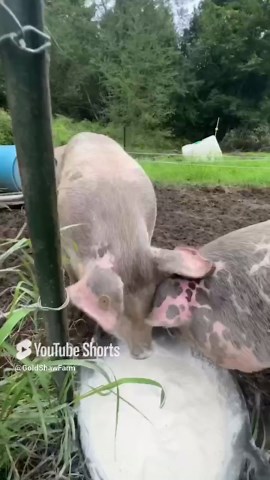 Pigs as Recyclers: How We Transform Waste into Farm Gold