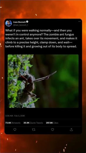 You Don’t Get to Stop (zombie ant) #facts #nature #animals #wildlife #creepy #biology