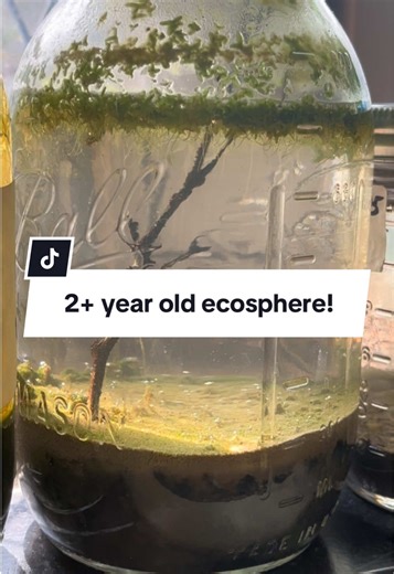 Thriving Ecosphere: A 2  Year Journey