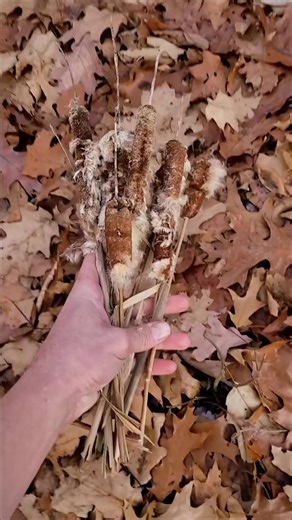 Cattail Emergency Insulation #survival #bushcraft #outdoors #camping #selfrel | Bushcraft Life