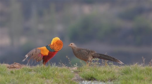 558K views · 1K reactions | As golden pheasants enter their mating season, a forest in north China's Shanxi Province comes alive. Males flaunt their bright feathers to attract females. As the ecosystem improves, their numbers have grown to over 1,000. #ChinaBiodiversity #PlanetMatters | CGTN | Facebook