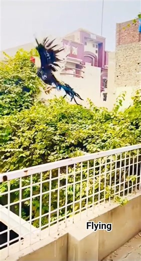 aseel murga Java nasal flying #aseelmurga #rooster #flying