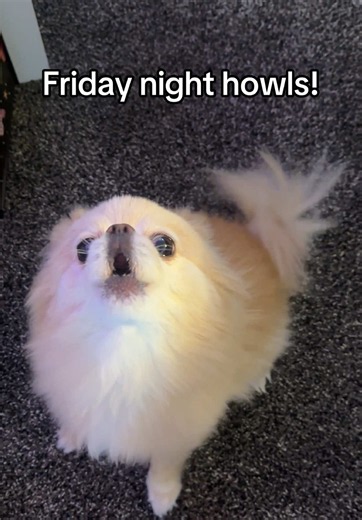 Dog Howling Compilation: Friday Night Howls from Sage