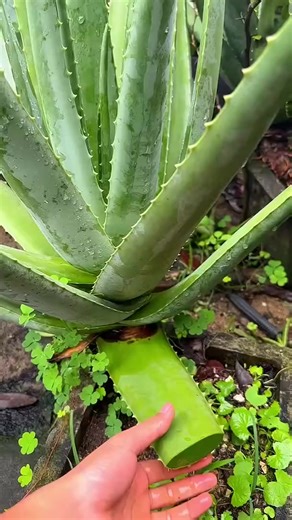 How to get Aloe Vera Gel and its uses reels aloevera #PlantPropagation #PlantLifeHacks #GardenGoals #HomeGardening #PlantParenthood #FlowerTips #AloeVeraMagic #GrowWithAloe #GreenThumb #BotanicalBeauty #SustainableGardening #GardeningTips #NatureDIY | DecFaith