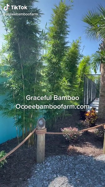 Graceful Bamboo also known as Textilis Gracilis or Weaver Bamboo visit Ocoee Bamboo Farm 407-777-4807 Fast Growing Privacy plants for a green wall and privacy screening in your backyard oasis Bamboo privacy #Bamboo screening Bamboo #screeningplants Planting bamboo for privacy Bamboo for screening #bambootrees for privacy Clumping bamboo for privacy Bamboo hedge fence Orlando #heathrow #bradenton Sanford Largo #Deland RiverView Maitland cocoa #dunnelon Bay Lake Forest City Haines City Seffner Por