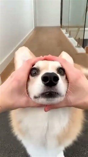 #corgi #puppy dog #smartdevices #funny #experimnent #smartgadgets #sandmentcrushing #smarthome ￼