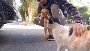 27K views · 4K reactions | Incredible Calico Cat and Ginger Cat are two Very Cute Cats. | Feeding Street Cats | Facebook