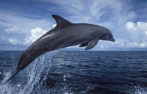 Impactantes imágenes de delfines huyendo ante acoso de orcas | Guioteca.com