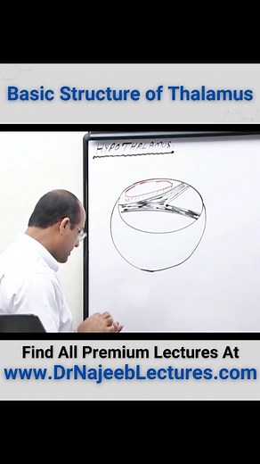 Basic Structure of Thalamus. Your thalamus is an egg-shaped structure in the middle of your brain. It's known as a relay station of all incoming motor (movement) and sensory information — hearing, taste, sight and touch (but not smell) — from your body to your brain. | Dr. Najeeb