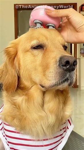 😺 Funny & Cute Animal Videos Compilaton Of The 2025 🤣 | The Animal Funny World