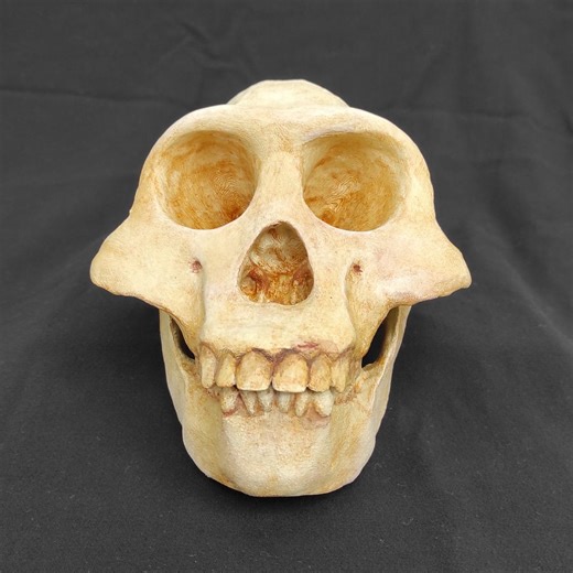 Handmade Human Skull Replica – Gothic Office Decor, Anatomical Model - Etsy