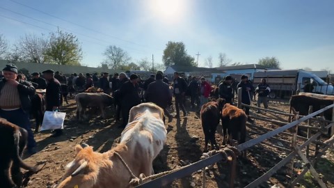 Whole Goat Cooked Underground in a Sealed Tandoor