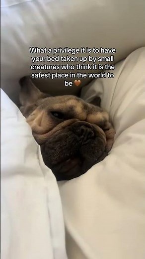 Such a privilege🥹🤎 #frenchbulldog #dogsofyoutube #dogshorts #frenchiesofyoutube #doglife #doglove