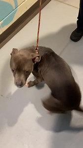 A017274 Located At: Clayton County Animal Control Description: My name is Winter. I am a female, gray and white Pit Bull Terrier. Age: The shelter staff think I am about 2 years and 1 month old.I weigh approximately 37.00 lbs. More Info: I am located at the Adoption Center. I am available to go my new home on or after Dec 21, 2022 I have been at the shelter since Dec 16, 2022. Data Updated: This information was refreshed 0 minutes ago and may not represent all of the animals at the Clayton Count