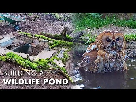 I Built a Wildlife Pond... and so Many Animals Came | My Wildlife Conservation | Robert E Fuller