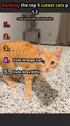 Ranking the Top 5 Cutest Cats pt.2 #cat #cuteanimals #kitten #cute #animals #kittens