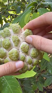 Atis Native 350 grafted | Nueva Ecija Grafted fruit trees