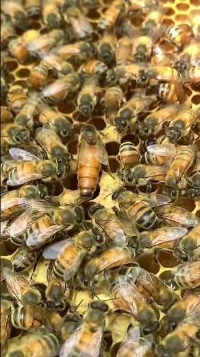 Inside the Hive: The Queen Bee’s True Role 👑🐝