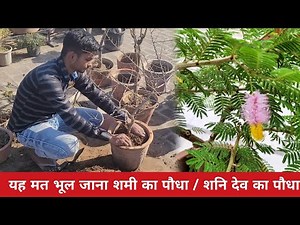 Do not forget that Shami plant is the plant of Shani Dev / Shami plant care
