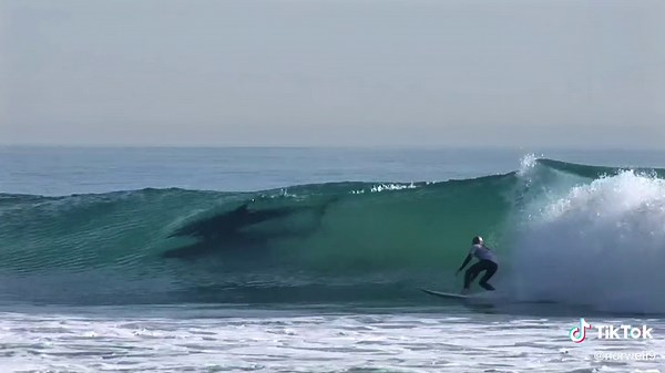 Surfing Wipeouts and Dolphin Encounters - Epic Moments Caught On Camera