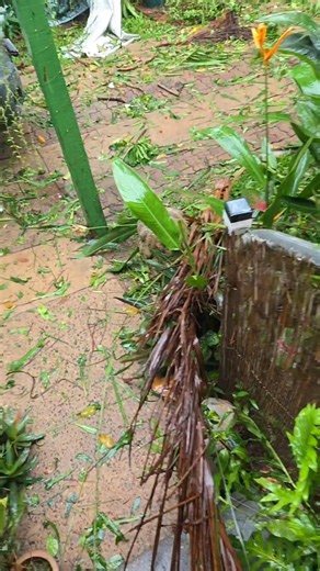 24K views · 102 reactions | Still got no electricity due to the neighbours tree on my power line to thehouse. . | Vicki Bonson | Facebook