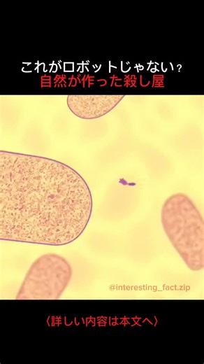 謎と真実のアーカイブ on Instagram: "細菌だけを選んで殺すウイルスが存在する。 映像に映る、 月着陸船のようなこの構造体は、 **バクテリオファージ（Bacteriophage）**と呼ばれるウイルスだ。 “Phage”とは、 「食べる者」という意味。 彼らは、 細菌の最も恐ろしい天敵である。 このアニメーションは、 ファージが大腸菌（E. coli）を狩る 溶菌性サイクルを示している。 では、 ファージはどのように 細菌を殺すのか。 それは、 自然が生み出した **最も精密な“ゾンビ化ウイルス”**とも言える。 ① 付着・注入 ファージは細菌表面に正確に着陸し、 尾部を使って 自身のDNAを細胞内に注入する。 ② 乗っ取り（複製） 注入されたDNAは、 細菌のシステムを完全にハイジャックする。 細菌は本来の活動を止め、 ファージの頭部、尾部、DNAといった “部品”だけを 大量生産する工場へと変えられる。 ③ 組み立て・破壊 部品は自動的に組み上がり、 完成したファージが形成される。 最後に、 細胞壁は破壊され、 数百体の新たなファージが放出され、 次の獲物を探しにいく