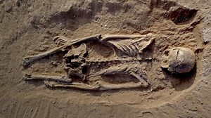 257K views · 3.1K reactions | Newly discovered human remains are making scientists and historians rethink the origins of warfare. | AJ+ | Facebook