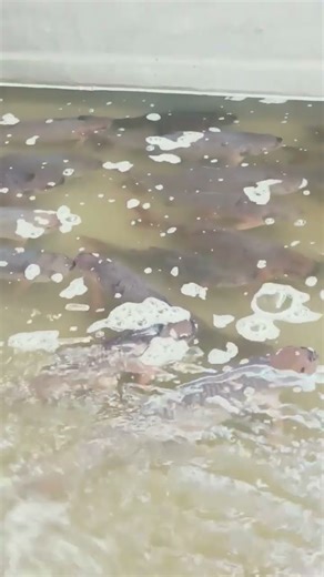 live fish PNT colony road number 1 medipally #kvm