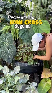 502K views · 10K reactions | Another way to multiply your IRON CROSS BEGONIAS華. Happy Gardening!! #plantgirlph #plantingloveandkindness #plantsmakepeoplehappy #gardening #begonias | PlantGirl PH | Facebook