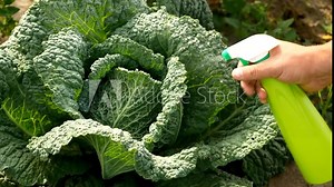 Pesticide treatment, pest control, insect killing on cabbage leaves, spraying poison from a spray bottle.