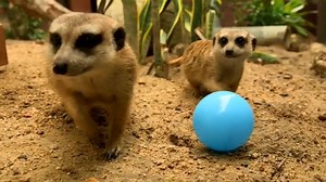 VIDEO: These new baby meerkats in a Thai zoo are attracting a lot of attention from visitors. (Video: Reuters) | CNA