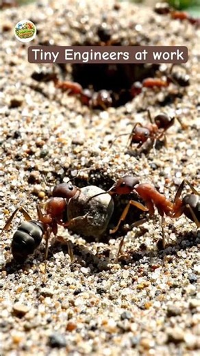 Ant Building Its Underground Home #antcolony #antlife #nature #animalbuilders ‪@NatureNesters-b4b‬