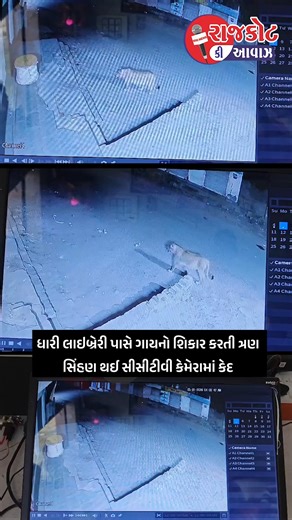RAJKOT KI AAWAZ DAILY NEWS on Instagram: "ધારી લાઇબ્રેરી પાસે ગાયનો શિકાર કરતી ત્રણ સિંહણ થઈ સીસીટીવી કેમેરામાં કેદ... #rajkotkiaawaz #rajkotnews #rajkot #rajkotcity #rajkotinstagram #rajkotian #rajkot_instagram #crime #crimenews #rajkotcity #rajkotinstagram #rajkotians #rajkotian #rajkot_instagram__ #rajkot #rajkot_diaries #rajkotian #rajkotcity #rajkotcitynews #breakingnewstt"