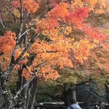 大阪府 箕面公園の紅葉です。２０２５年１１月２１日（金）Autumn leaves at Minoh Park in Osaka Prefecture, Japan.