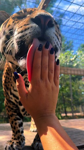 Tank Love: Big Cat Appreciation