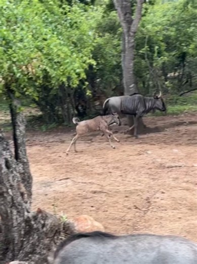 Wildebeest Among Other Wild Animals! A beautiful scene in the African savanna as wildebeest share the open plains with other wildlife, enjoying nature’s beauty together. 🌍🦓🦒 Africa’s wildlife is truly amazing! ❤️