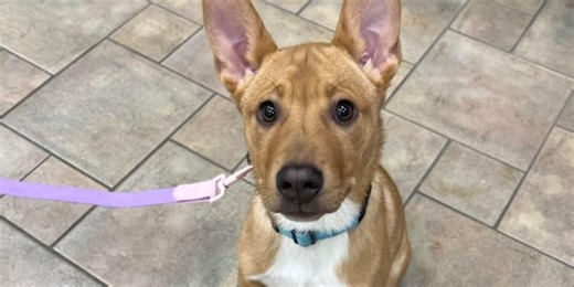 Meet a Rescue Monday: Daisey May