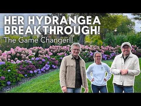 How Hydrangeas Happen 🌿 Inside the Breeding Program at Proven Winners Color Choice Shrubs