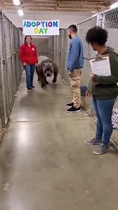 Massive Shelter Dog's Adoption Day Journey