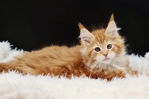 Maine Coon Cats are the Cuddliest Cats on Planet Earth