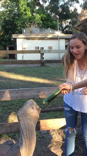 29 reactions | It's always snack time at the tortoise farm, especially when we have visitors over. I think that it's our tortoise's favorite time when people come over and give them food. . . . . . #tortoises #aldabratortoise #tortoiselovers #rareanimals #ilovereptiles #babytortoises #aldabraofinstagram #tortoisegram #tortoisetuesday #gianttortoise #reptilekeeper #reptilepets #elongatedtortoise #reptiles #tortoise #reptilelover | Florida Iguana and Tortoise Breeders | Facebook