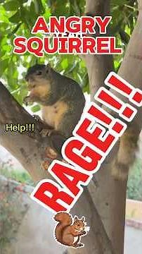 Cute angry squirrel noises