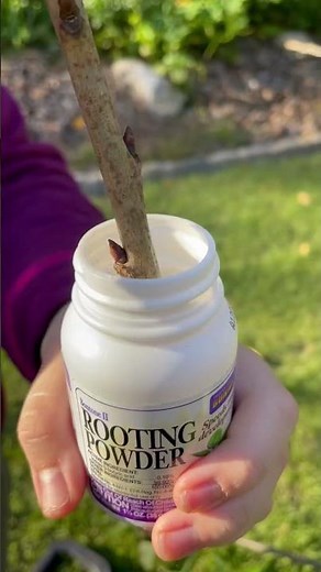 Cherry 🍒 Tree Cuttings and propagation 🌳