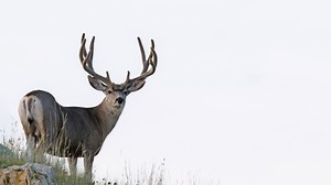 Watch this week's North Dakota Outdoors to learn about changes to CWD regulations and surveillance for the 2023 hunting season. | North Dakota Game and Fish Department
