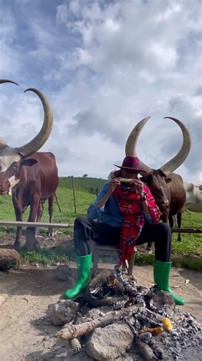 Sharing lunch with my cows #culture #village #nature