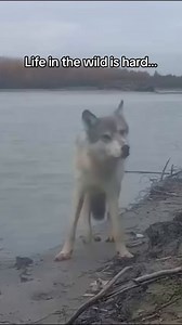 These clips of a wolf with a broken leg were sent to me by a friend in the Yukon, around the same time that I had broken my own leg. The wolf was one of a pack feeding on moose along the Yukon River... perhaps it was injured taking down the prey. While wolves don't have hospitals, this wolf's family will look after it, the same way my family cared for me when I was injured. Both on an individual level and on a family level, we have so much in common with these amazing animals. 🐺 | Takaya Lone W