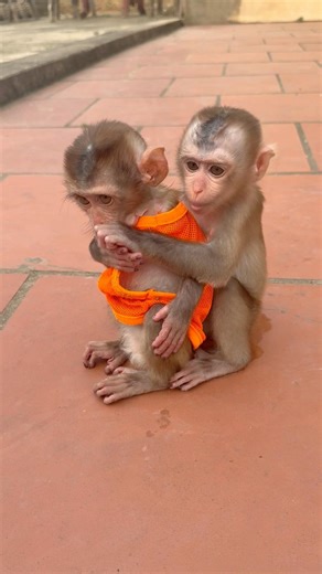 Two baby monkeys hugging each other